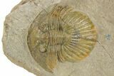 Rare, Platyscutellum Massai Trilobite - Aatchana, Morocco #381468-2